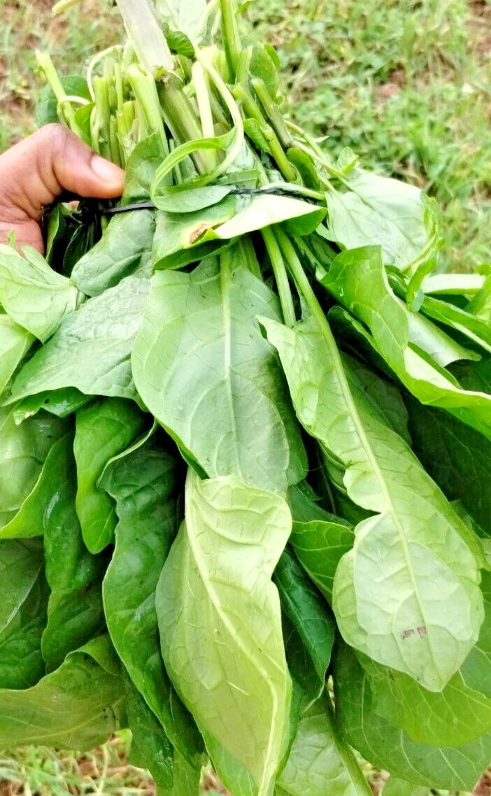 Organic Huckleberry Leaves (Njama Njama)
