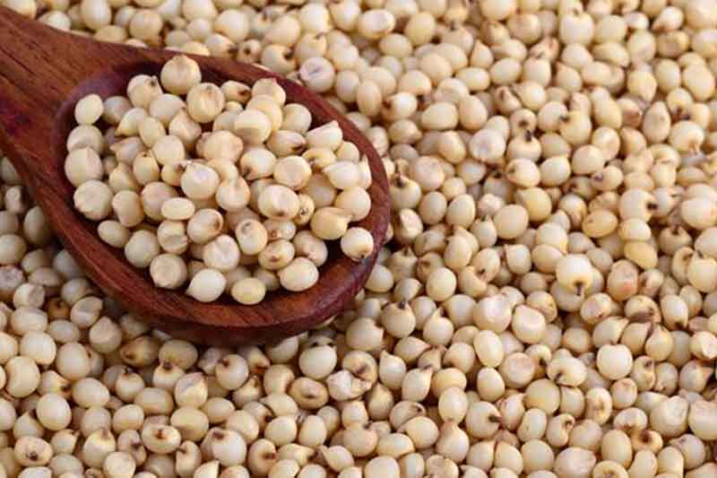Ngaoundere White Sorghum (Gofere)