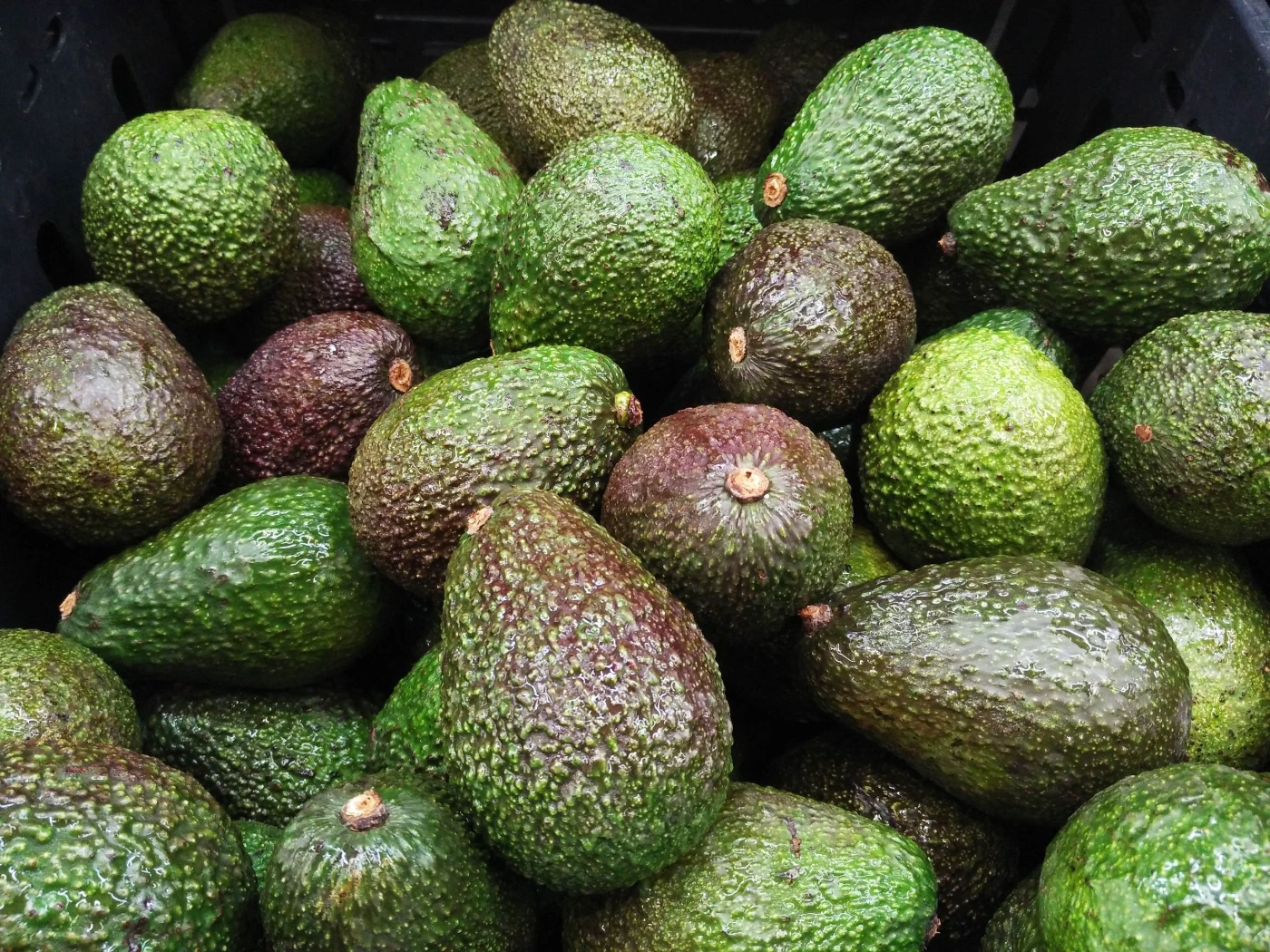 Mbouda Butter Avocados
